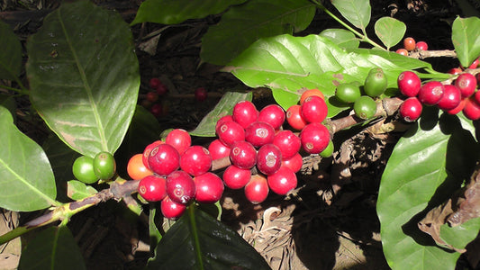 コーヒー豆は「豆」じゃない。