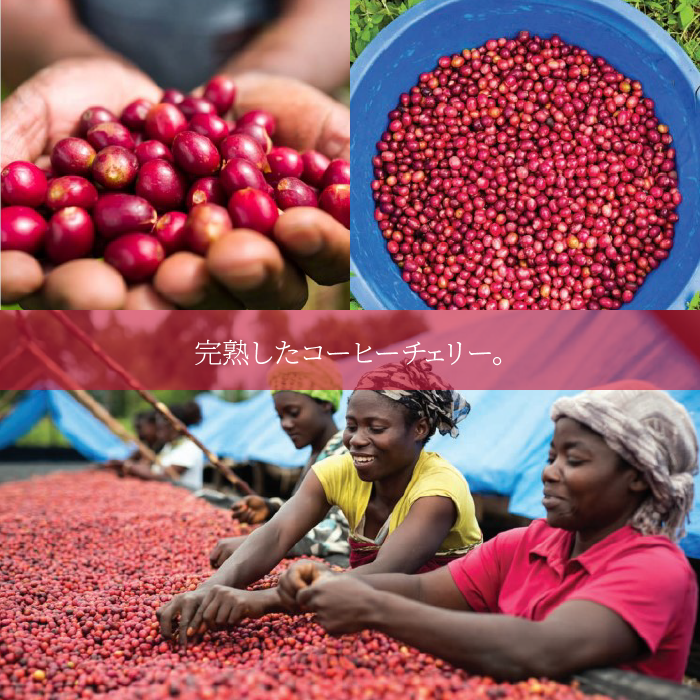 コンゴのコーヒー豆