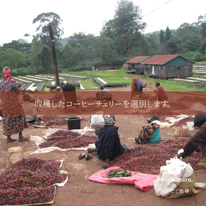 【深煎り】ケニア マサイＡＡ