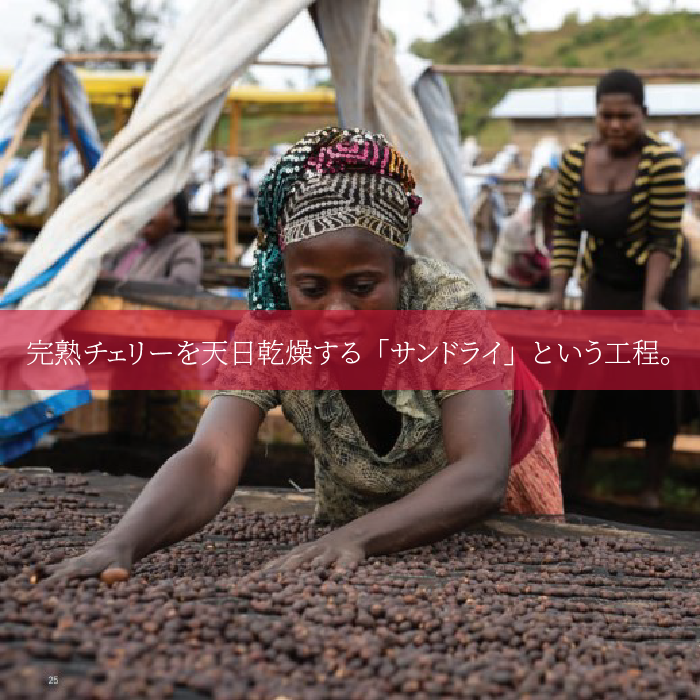 コンゴのコーヒー豆