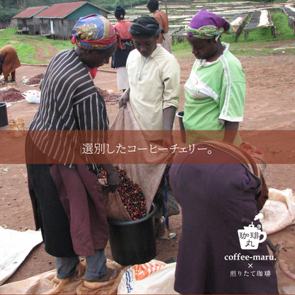 【深煎り】ケニア マサイＡＡ