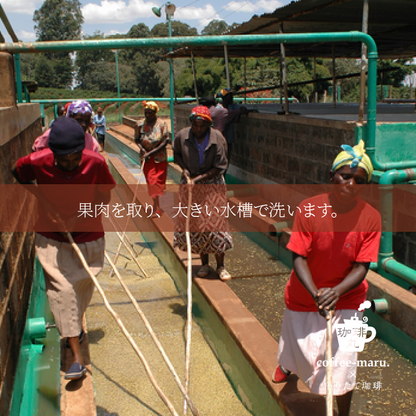 【深煎り】ケニア マサイＡＡ