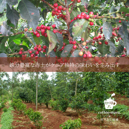 【深煎り】ケニア マサイＡＡ