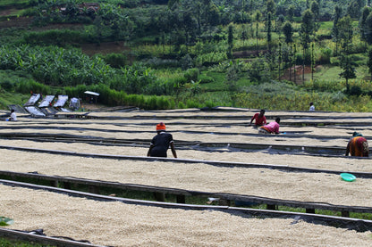 ルワンダ 走れ！ライオン