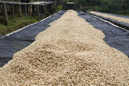 ルワンダ 走れ！ライオン