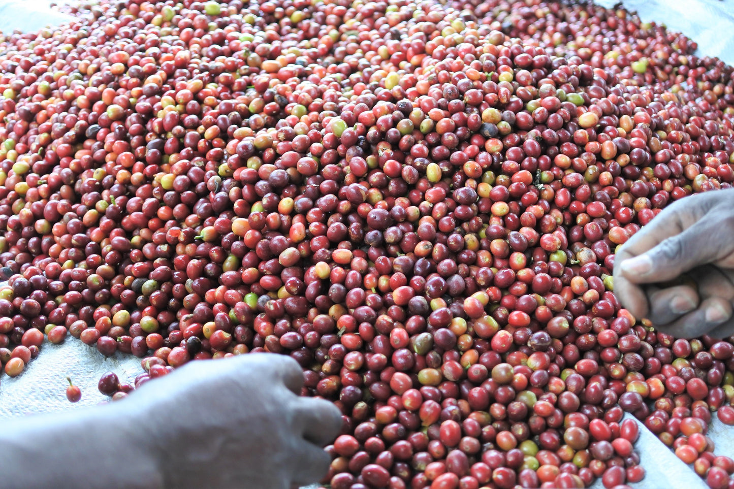 ルワンダのコーヒー豆