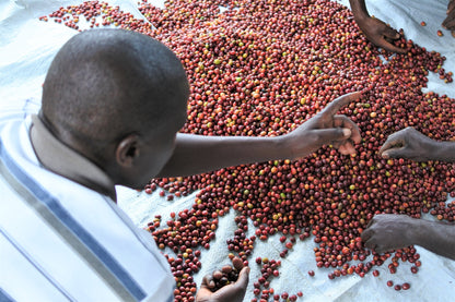 ルワンダ 走れ！ライオン