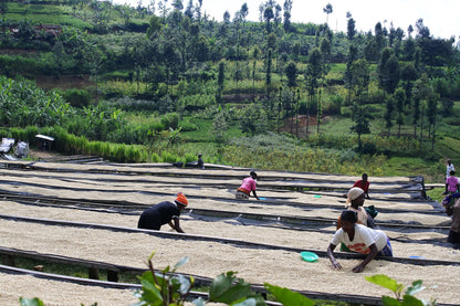 ルワンダ 走れ！ライオン
