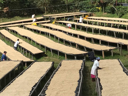 ルワンダ 走れ！ライオン