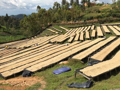 ルワンダ 走れ！ライオン