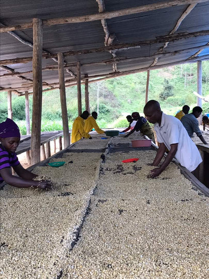 ルワンダ 走れ！ライオン